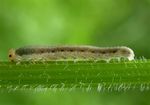 Macrophya albicincta